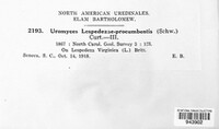 Uromyces lespedezae-procumbentis image